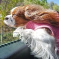 soft-harness-vest-by-puppia-pink-21083.jpg