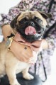 Glam_bow-tie_pink-1 (002).jpg