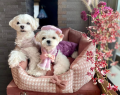 Legowisko dla psa i kota Glamour Rose Oh Charlie