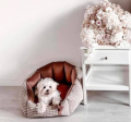 Legowisko dla maltańczyka Glamour Rose Oh Charlie