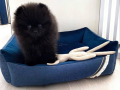 Legowisko dla pomeraniana Allure granatowe Oh Charlie