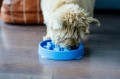 Pies  jedzący z Miski spowalniająca jedzenie Feeder Slo-Bowl Blue