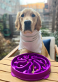 pies z Miską spowalniającą jedzenie  Fun Feeder Purple