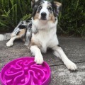 pies czekający na Miskę spowalniającą jedzenie Outward Hound Fun Feede