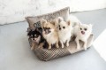 Divine_bed3.jpg
