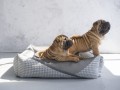 GlamourDelux_bed_grey.jpg