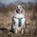 hurtta venture aussie