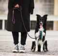 Szelki bezuciskowe dla psa border collie Hurtta Venture No-pull Bilberry/niebieskie