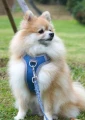 Szelki bezuciskowe dla małego psa Hurtta Venture No-pull Bilberry/niebieskie pomeranian