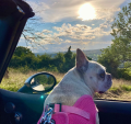 szelki/kamizelka PUPPIA Soft różowe buldog