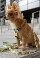 szelki_guard_dla_psa_signora_limone_dogsprofit-3__preview.webp
