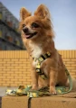 szelki_guard_dla_psa_signora_limone_dogsprofit-2__preview.webp