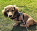 kamizelka beige puppia.png