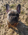 puppia beige.png