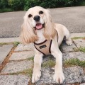 puppia soft beige kamizelka.jpg