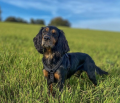 Szelki guard dla psa Casual ECO Y-Harness Raven Czarne Hurtta.png