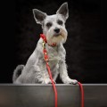 Szary-pies-na-lawce-z-czerwona-smycza-i-obroza-z-kolekcji-hot-DOG.webp
