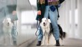 smycz-biothane-granat-royal-dog-bura-na-spacerze-z-psem.jpg