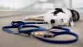 smycz-dla-psa-biothane-granat-royal-dog-bura-border-collie.jpg