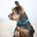 Pies-w-turkusowej-obrozy-Bura-i-dopasowanej-smyczy--widok-z-profilu.webp