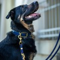 Czarny-pies-w-granatowej-obrozy-i-sznurkowej-smyczy--gotowy-na-aktywny-dzien-w-miescie..webp