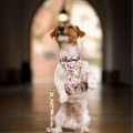 szelkibezuciskowedlapsa_cantuccino_07_dogsprofit__preview.webp