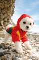kurtka-dla-psa-puppia-rover-red-na-plazy.jpg