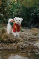 kurtka-przeciwdeszczowa-dla-psa-puppia-rover-red-spacer-w-lesie.jpg