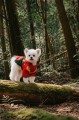 pies-w-kurtce-przeciwdeszczowej-puppia-rover-red-las.jpg