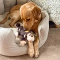 cozie-monkey-2.jpg