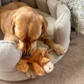cozie-moose.jpg