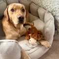 cozie-moose-2.jpg