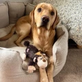 cozie-monkey.jpg