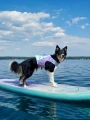 kapok dla psa border collie na supa, pies na supie