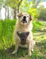 Szelki bezuciskowe guard dla psa Puppia Conall Brown – miękkie szelki typ H