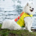 kapok dive truelove bananowy samoyed.png
