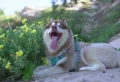 szelki dla psa husky adventure dog truelove.png