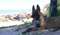 szelki dla psa owczarka belgijskiego truelove adventure dog.png