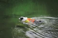 kapok dla psa Dive TrueLove bananowy – bezpieczny kapok do pływania