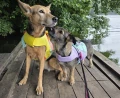 Kamizelka ratunkowa / kapok dla psa Dive TrueLove bananowy I LILIOWY