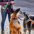 hurtta-rover-collar-obroza-dla-psa-cinnamon.jpg