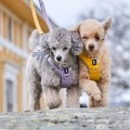 hurtta-seeker-harness-szelki-dla-psa-lavender-przod.jpg
