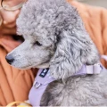 hurtta-seeker-harness-szelki-dla-psa-lavender-zblizenie.jpg