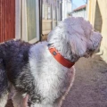 hurtta-rover-collar-obroza-dla-psa-cinnamon-lifestyle.jpg