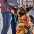 hurtta-rover-collar-obroza-dla-psa-cinnamon-model.jpg