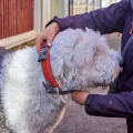 hurtta-rover-collar-obroza-dla-psa-cinnamon-spacer.jpg
