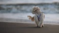 hurtta_ss26_testimonial_seeker_harness_06.webp