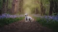 hurtta_ss26_testimonial_seeker_harness_03.webp