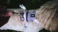 hurtta_ss26_testimonial_seeker_harness_04.webp