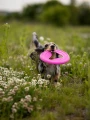 fiboo zabawka dla psa frisbee.png